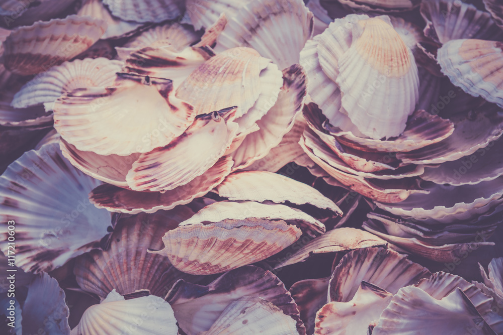 Fototapeta Scallop shells heap