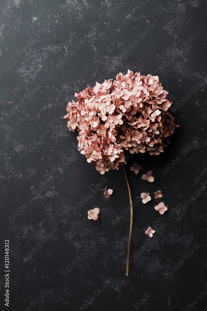 Obraz Tryptyk Dried flowers hydrangea on