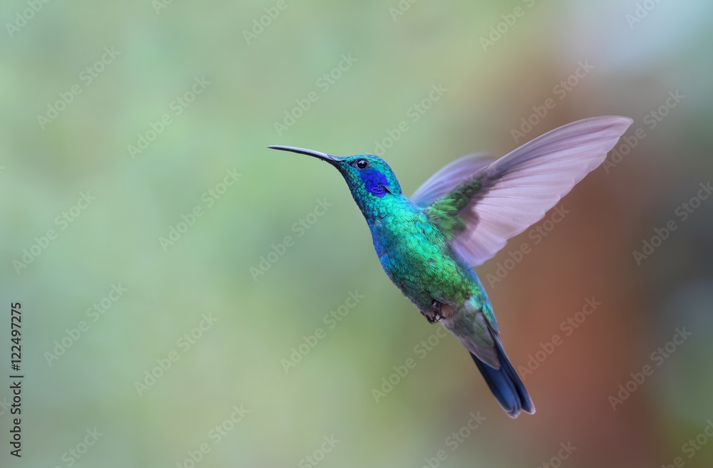 Obraz Tryptyk Green violetear hummingbird in