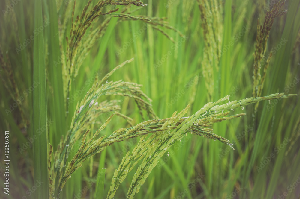 Obraz Tryptyk ear of rice in green