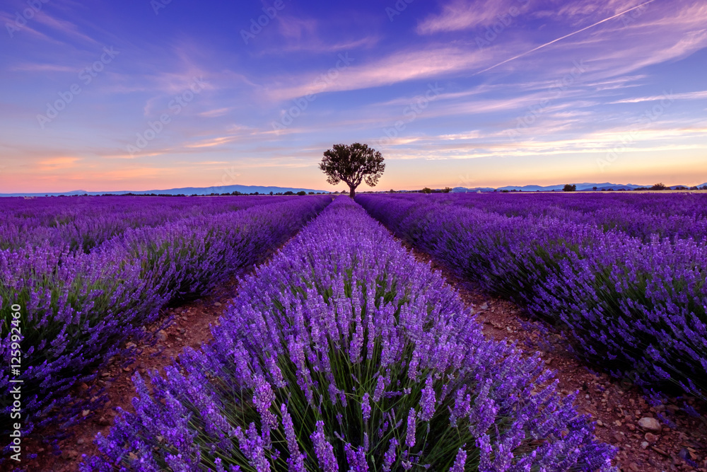 Obraz Pentaptyk Tree in lavender field at