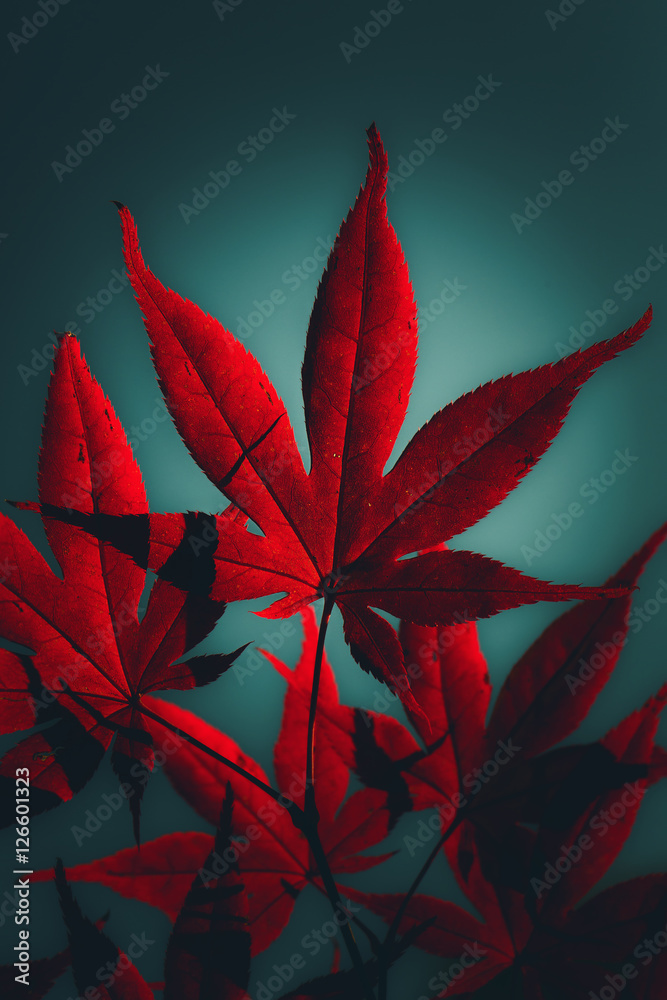 Obraz Dyptyk Japanese maple tree in crimson