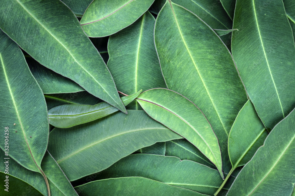 Fototapeta Eucalyptus Leaves Full Frame