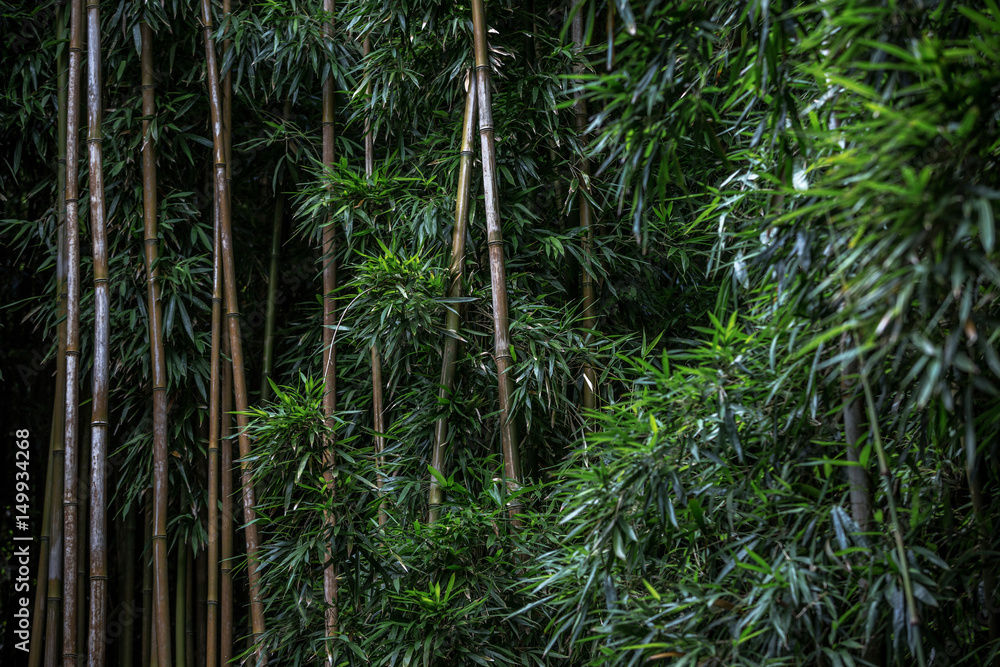 Fototapeta Green Bamboo forest pattern