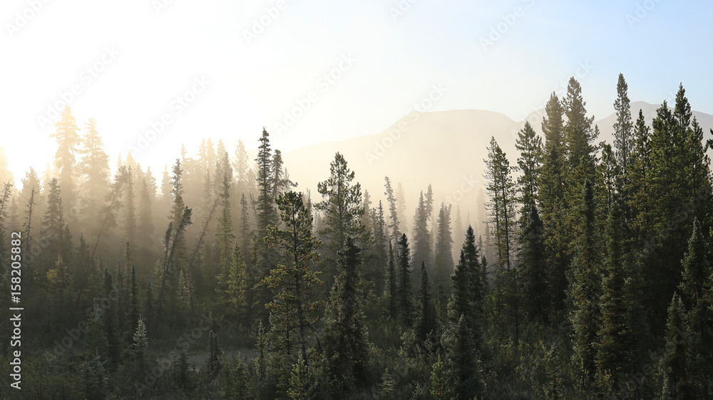 Fototapeta Misty tundra forest