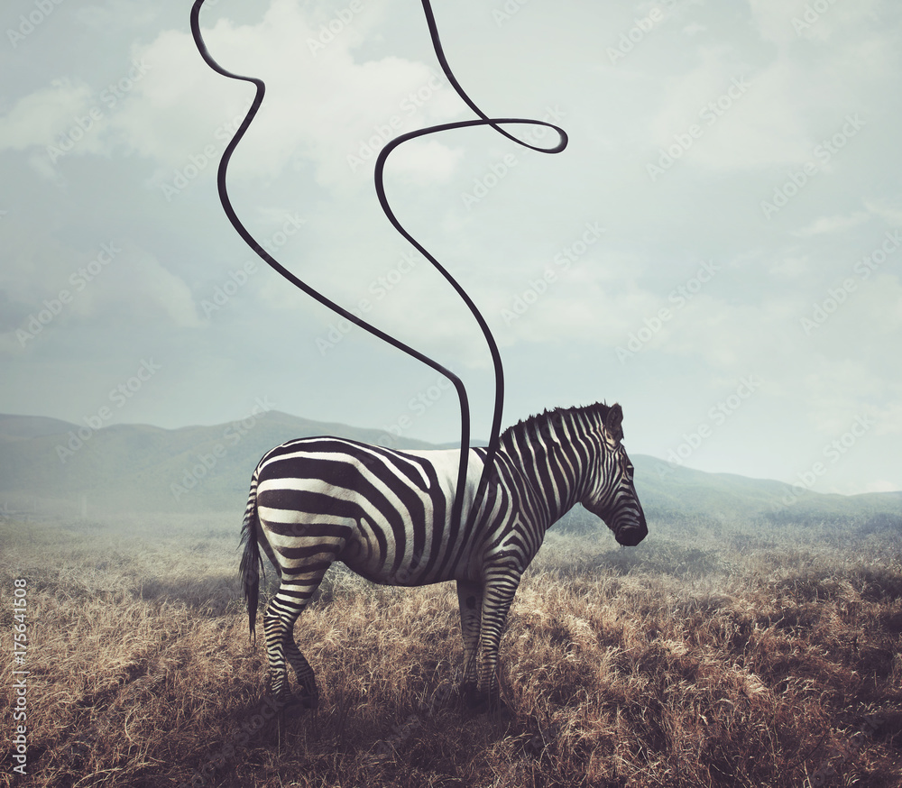 Fototapeta Zebra and stripes