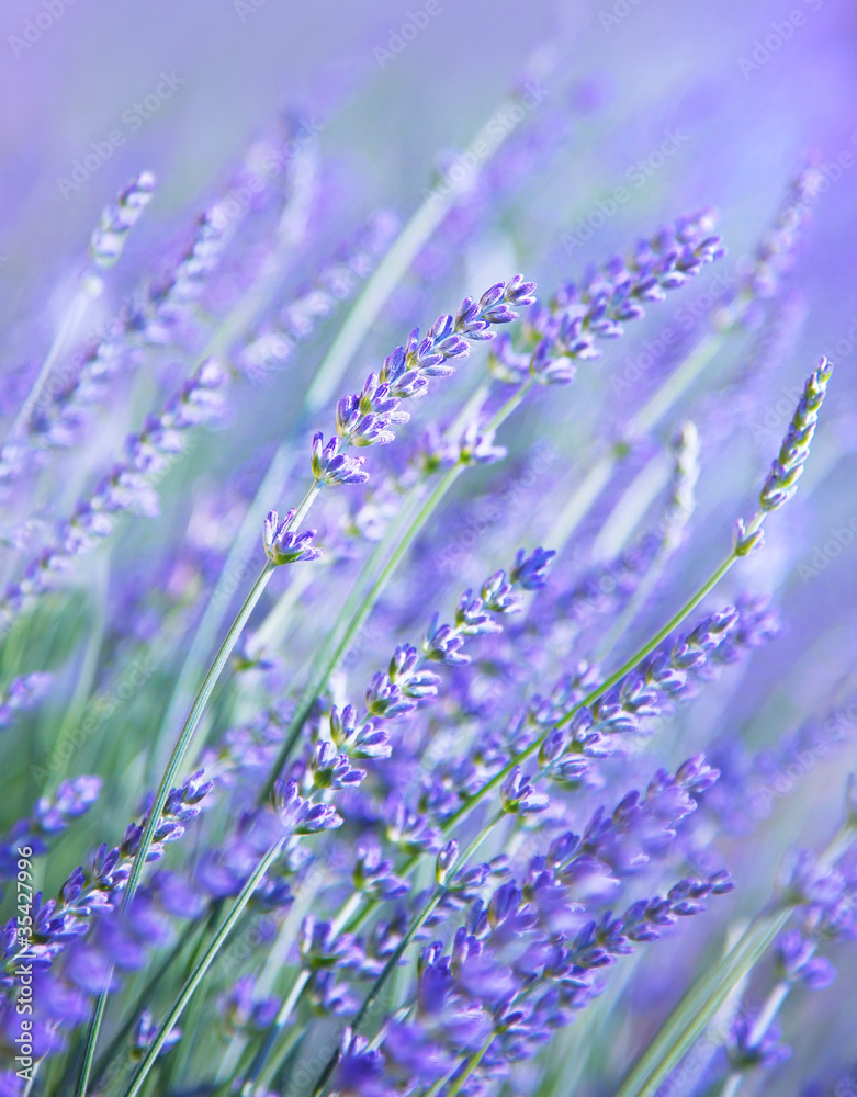 Fototapeta Lavender flower field