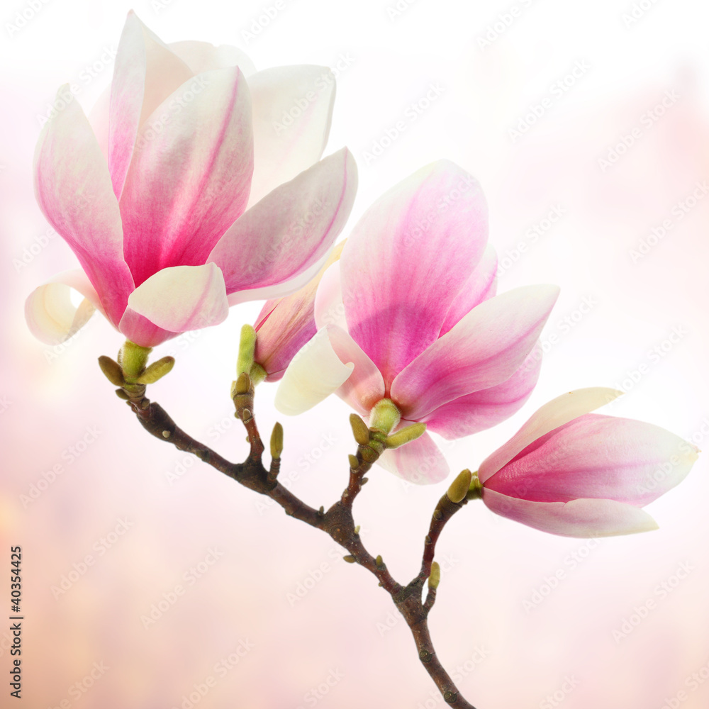 Fototapeta magnolia decoration