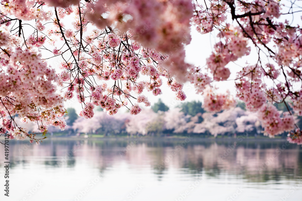 Fototapeta Cherry Blossoms over Tidal