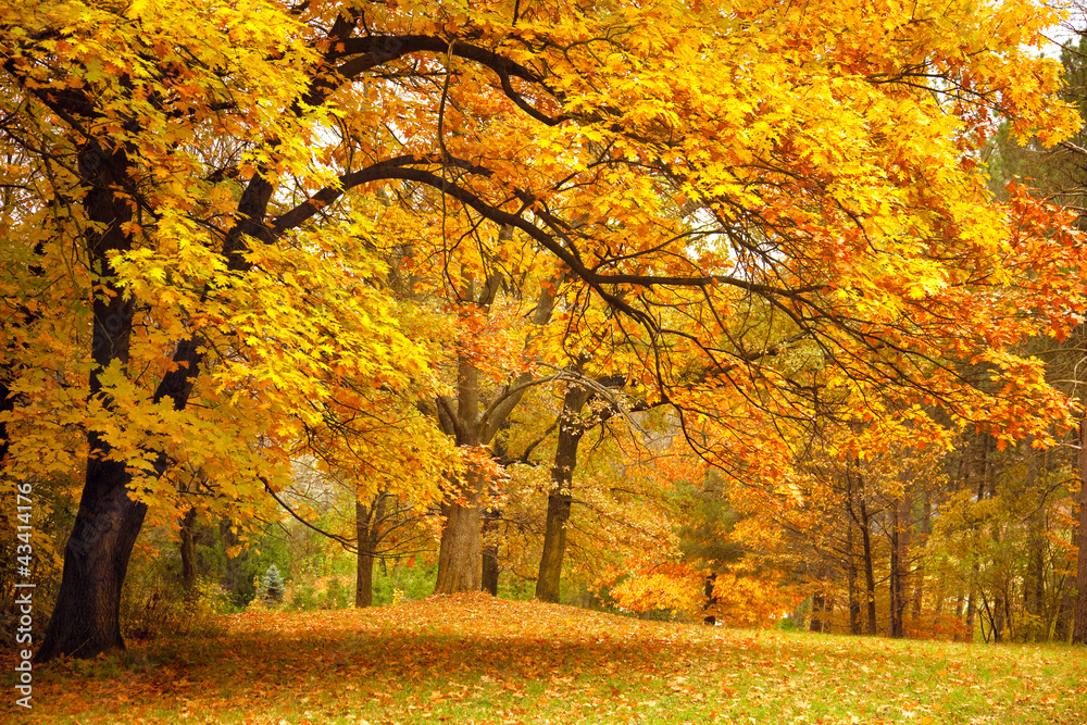 Fototapeta Autumn / Gold Trees in a park