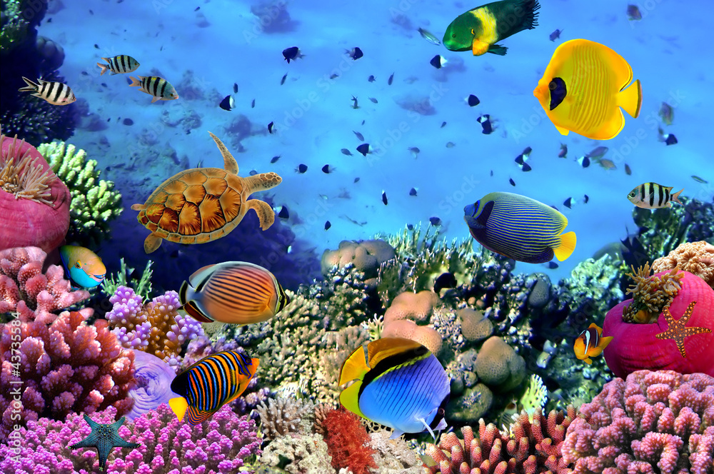 Fototapeta Photo of a coral colony