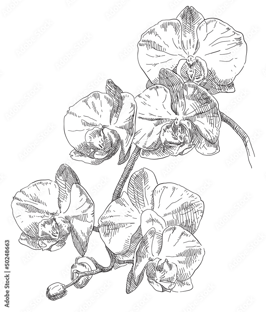 Obraz Dyptyk Hand drawing orchid flower
