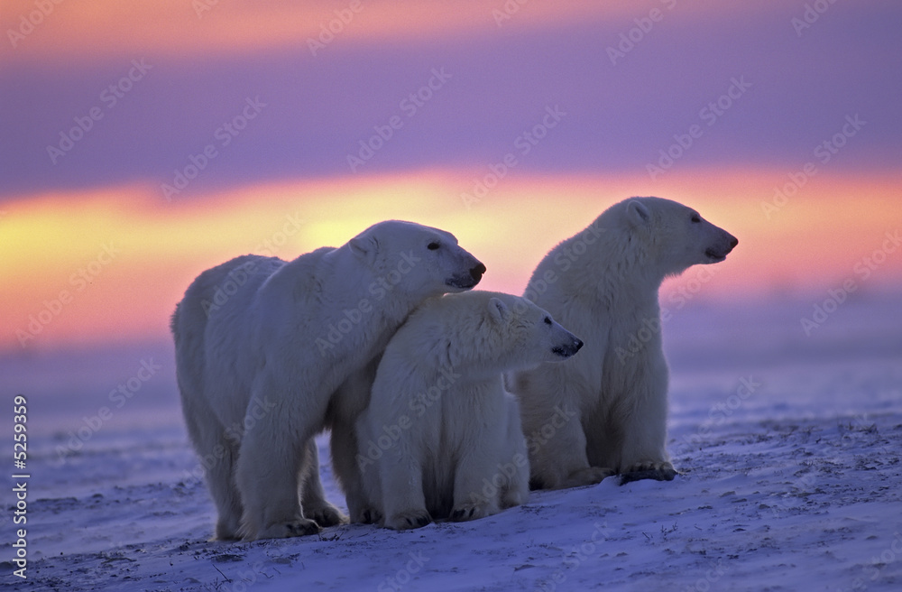 Obraz Pentaptyk Polar bear with her cubs in