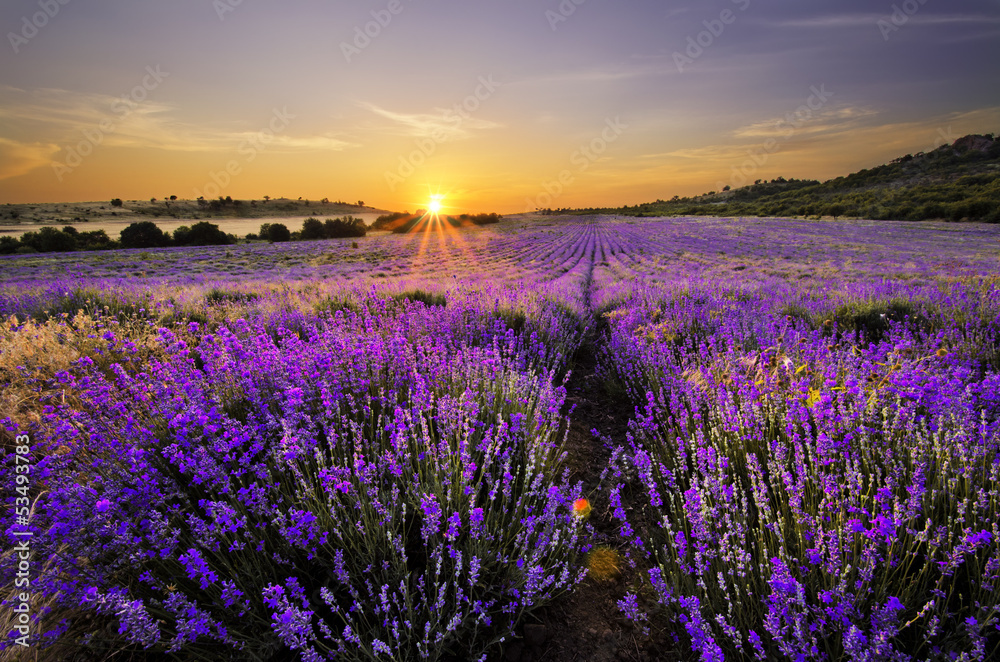 Fototapeta Sunset over lavender field