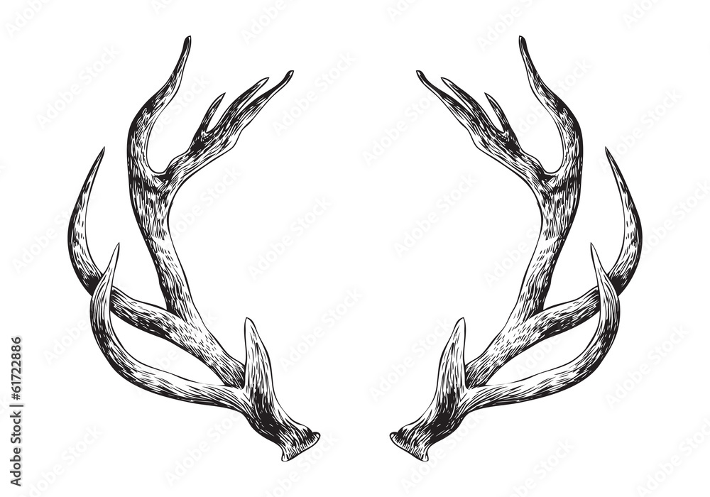 Fototapeta Deer Antlers