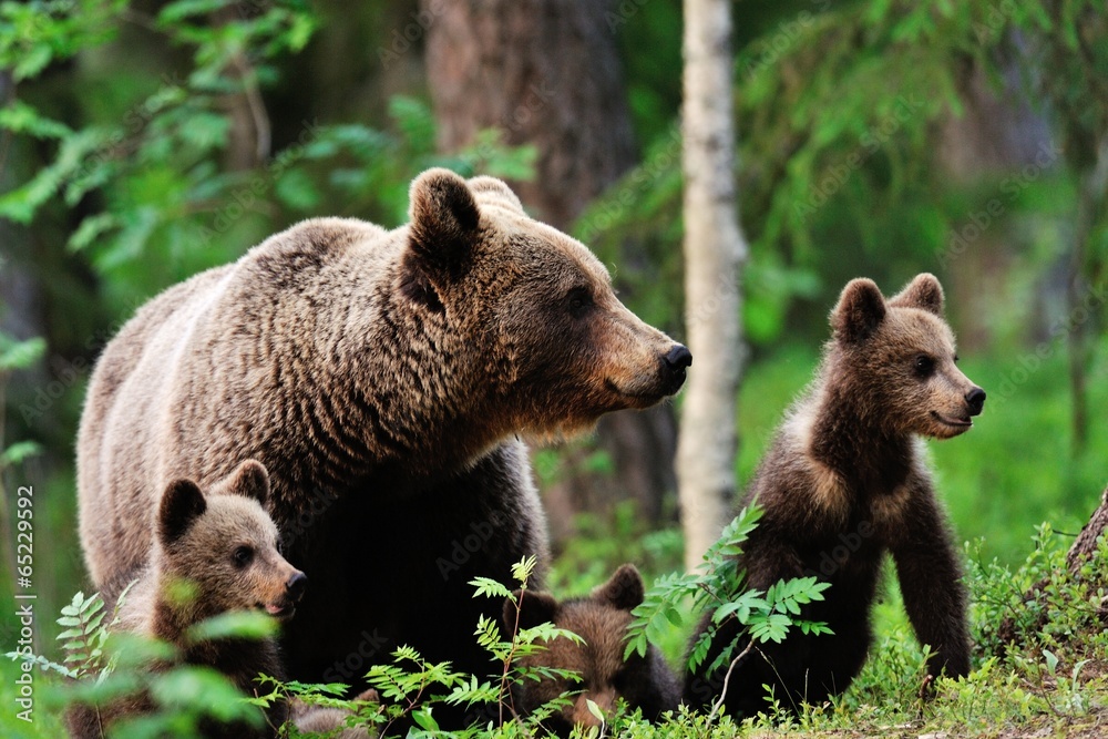 Obraz na płótnie Brown bear with cubs in forest
