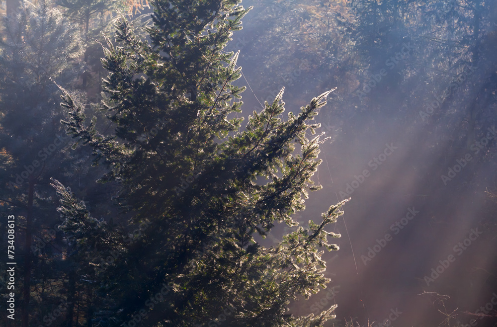 Obraz Tryptyk sunbeams in coniferous foggy