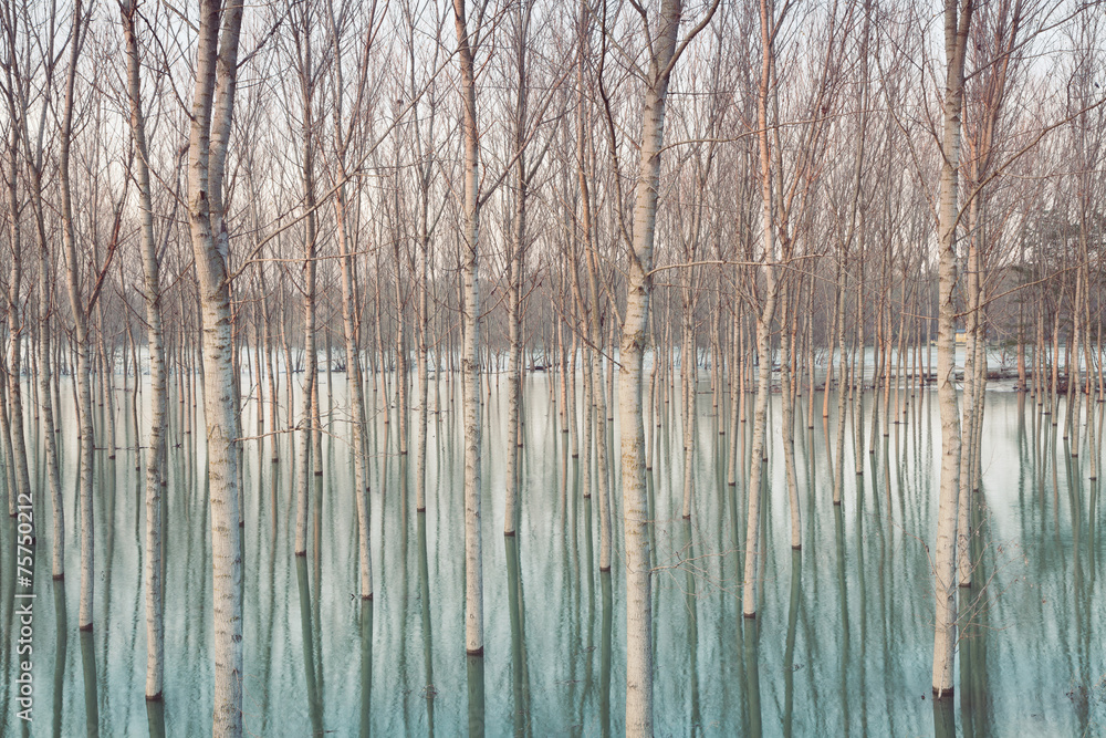 Fototapeta Birches in flooded