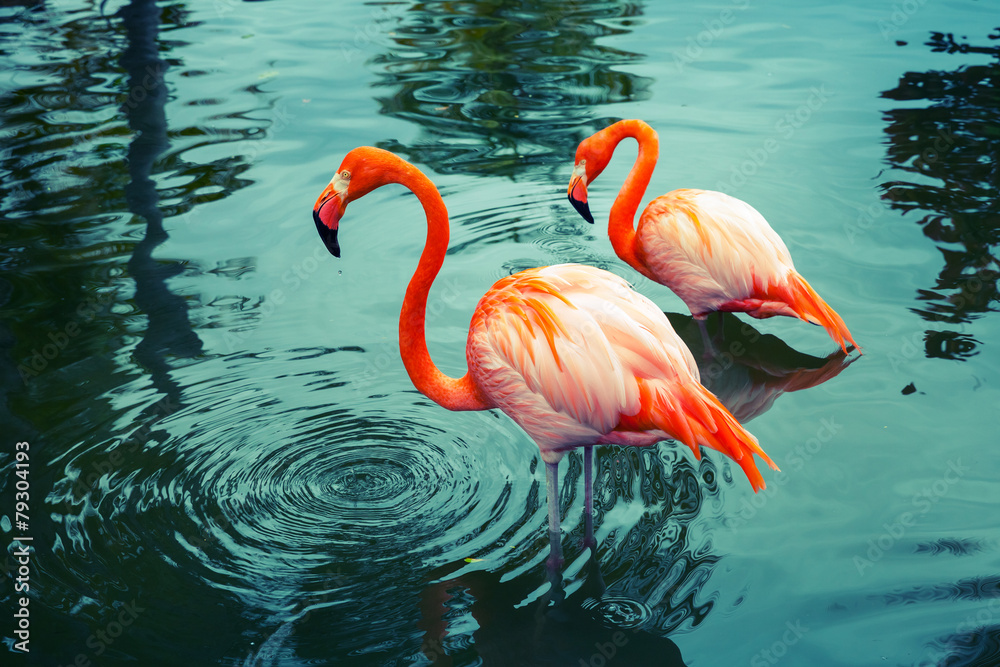 Obraz Tryptyk Two pink flamingos walking in