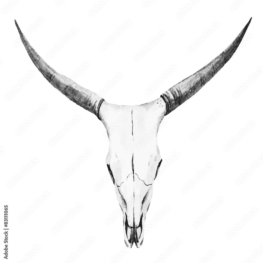 Fototapeta Bull skull watercolor