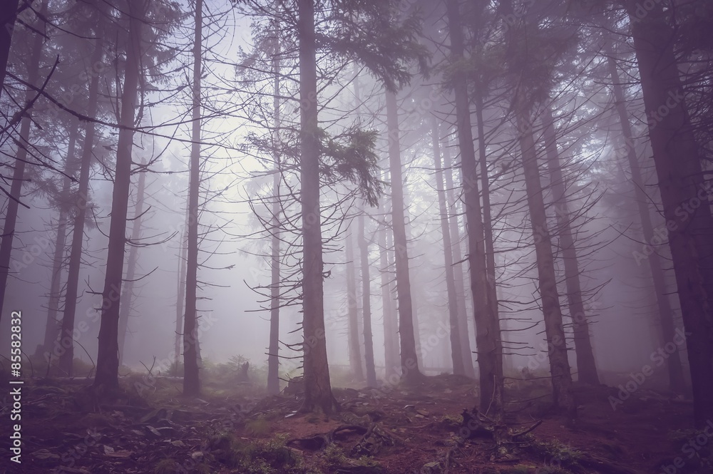 Obraz Tryptyk Fog in the haunted forest in