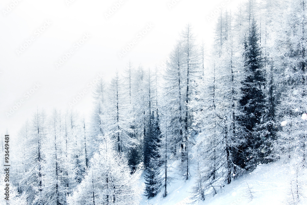 Fototapeta Snow covered forest